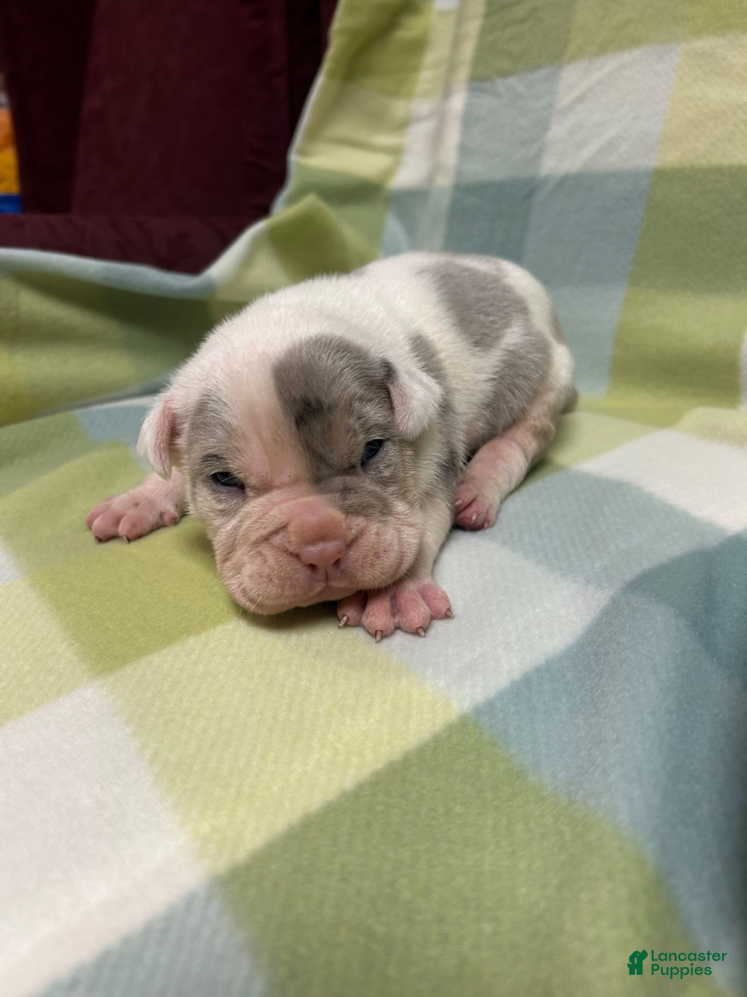 American Bully dogs for sale: American Bully Puppy 3 - Ad 4