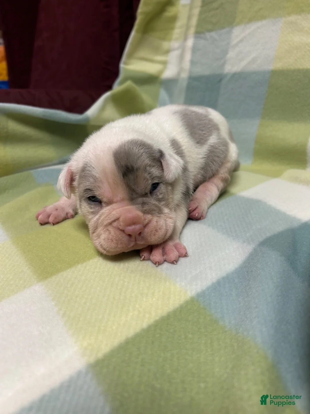 American Bully dogs for sale: American Bully Puppy 3 - Ad 1