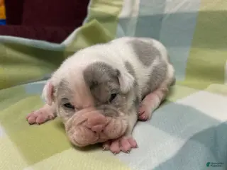 American Bully dogs for sale: American Bully Puppy 3 - Ad 4