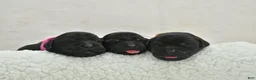 Labrador Retriever dogs for sale: Black English Lab  - Ad 2