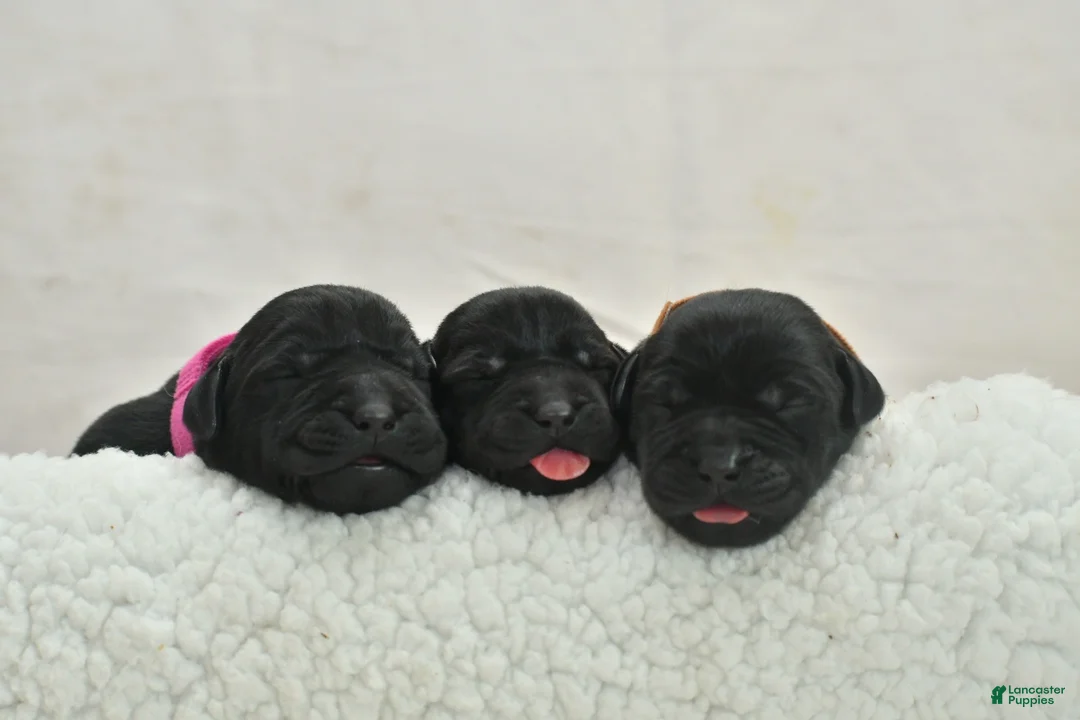 Labrador Retriever dogs for sale: Black English Lab  - Ad 2