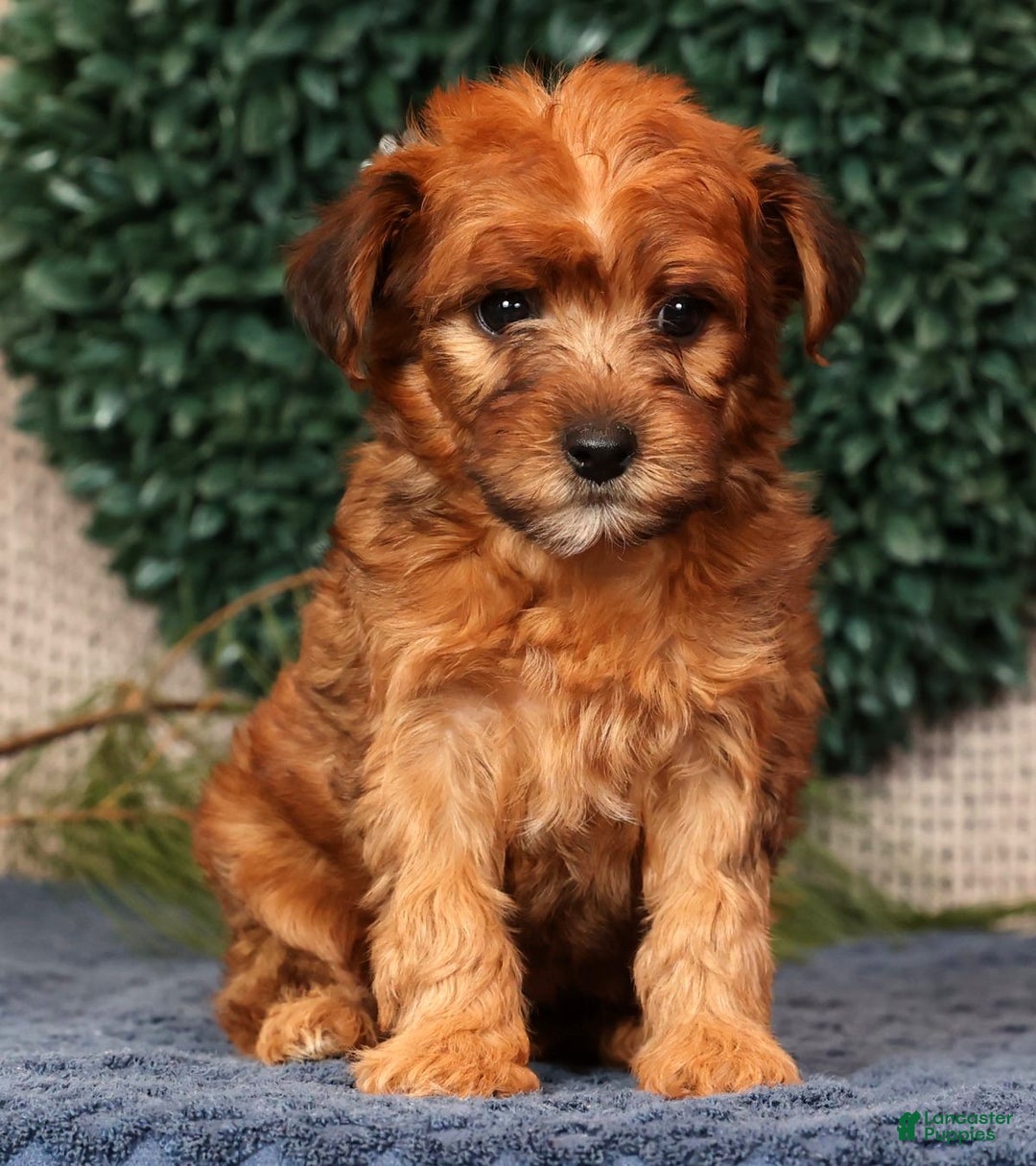 Yorkiepoo dogs for sale: Melanie - Ad 7