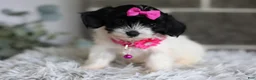 Maltipoo dogs for sale: Penelope - Ad 6