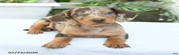 Miniature Dachshund dogs for sale: Dahlia - Ad 5