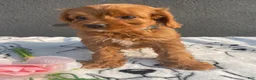 Mixed Breed dogs for sale: Porter - Ad 3