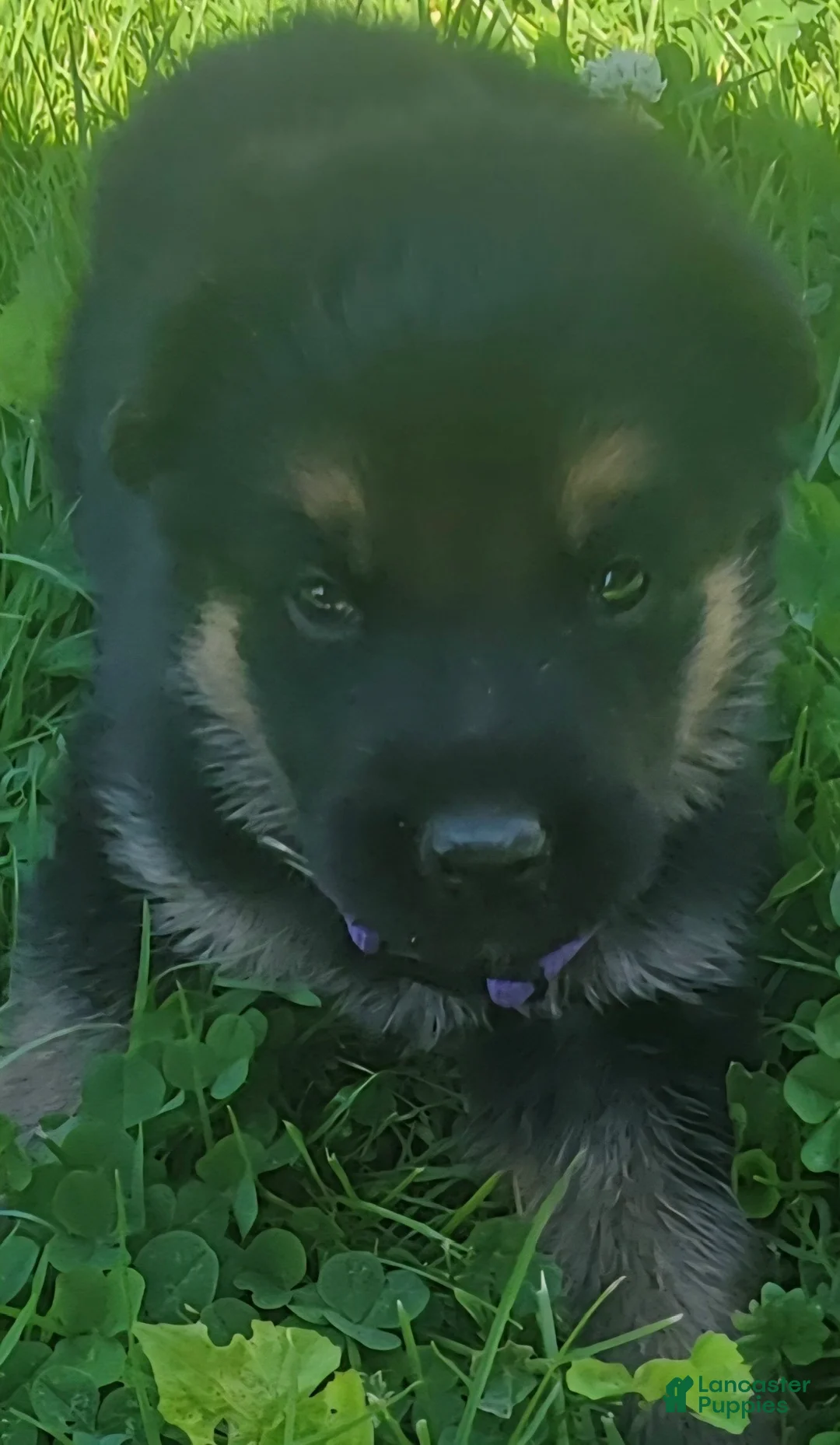 German Shepherd dogs for sale: Maric - Ad 1