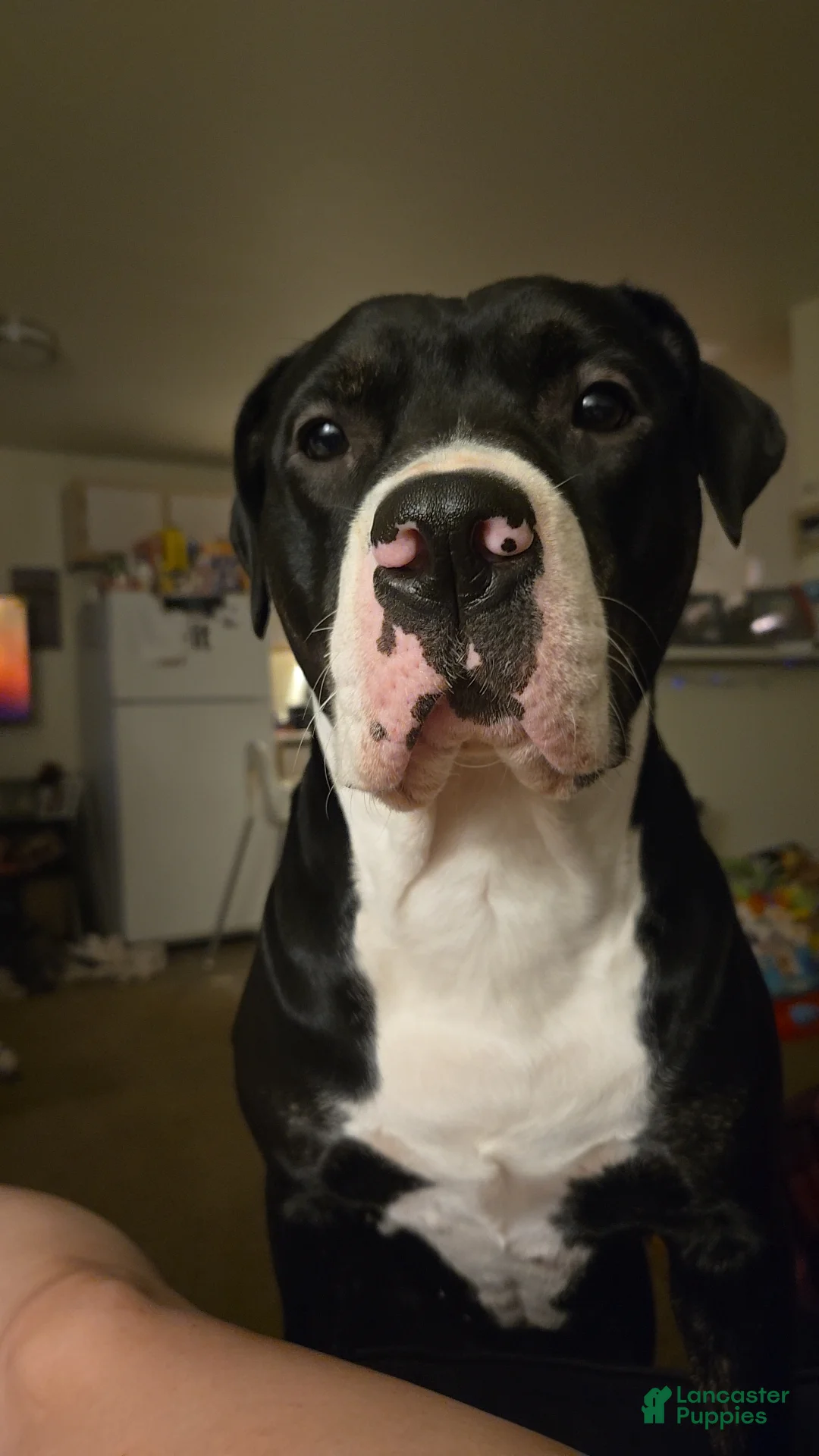 Mixed Breed dogs for sale: Mixed Breed 2 - Ad 2