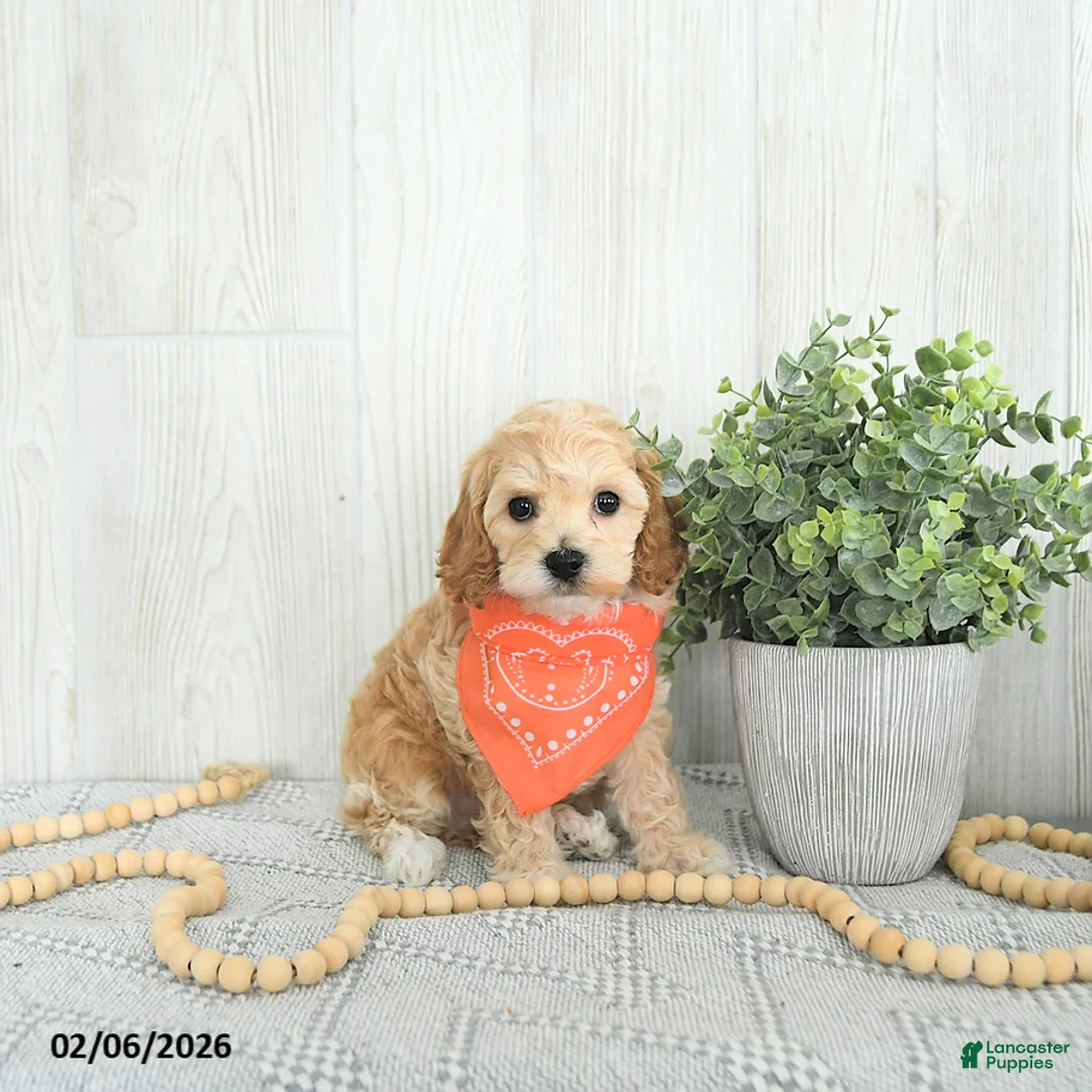 Cockapoo dogs for sale: Brody EXTRA SMALL - Ad 5