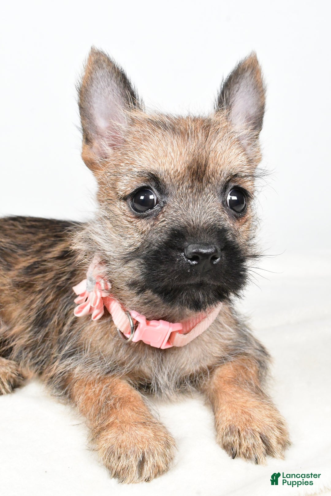 Cairn Terrier dogs for sale: Trisa - Ad 5