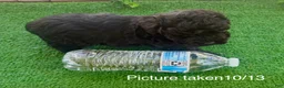 Toy Poodle dogs for sale: Toy Poodle 1 - Ad 1