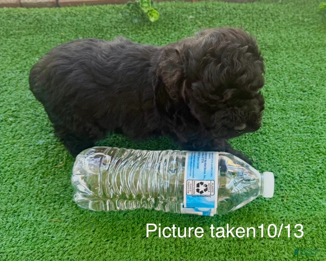 Toy Poodle dogs for sale: Toy Poodle 1 - Ad 1