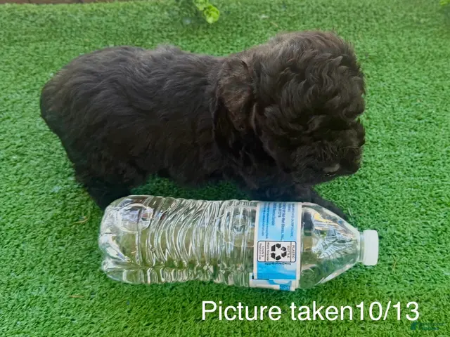 Toy Poodle dogs for sale: Toy Poodle 1 - Ad 3