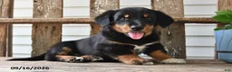 Mixed Breed dogs for sale: Aster - Ad 3