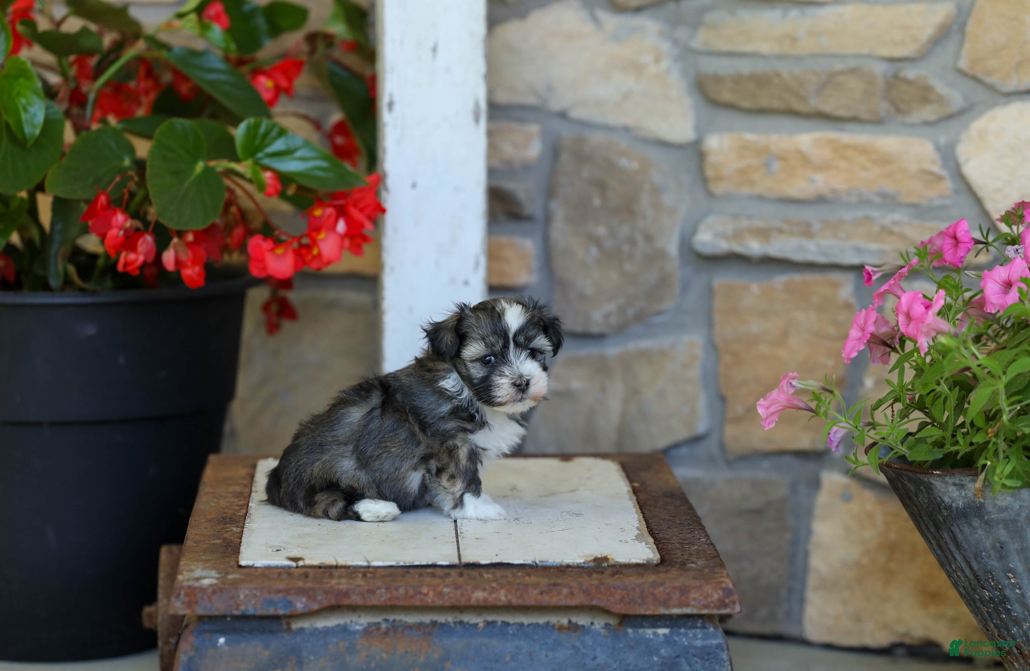 Havanese dogs AKC Cody - Ad 2