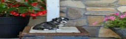 Havanese dogs for sale: AKC Cody - Ad 2