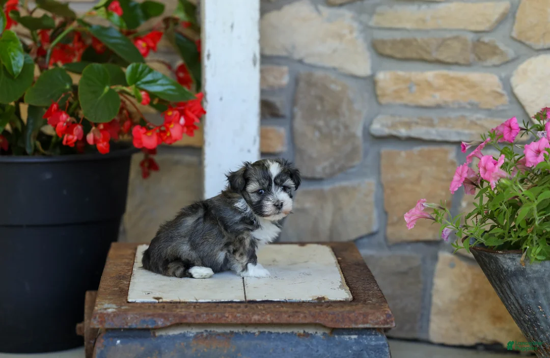 Havanese dogs for sale: AKC Cody - Ad 2