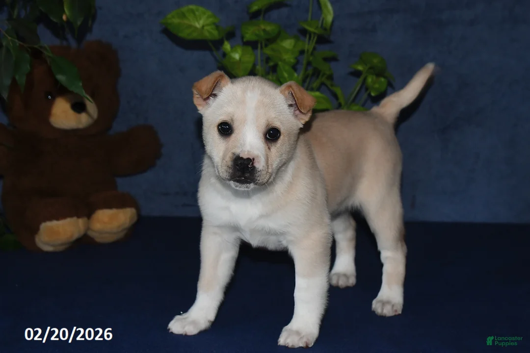 Mixed Breed dogs for sale: Shelia - Ad 2