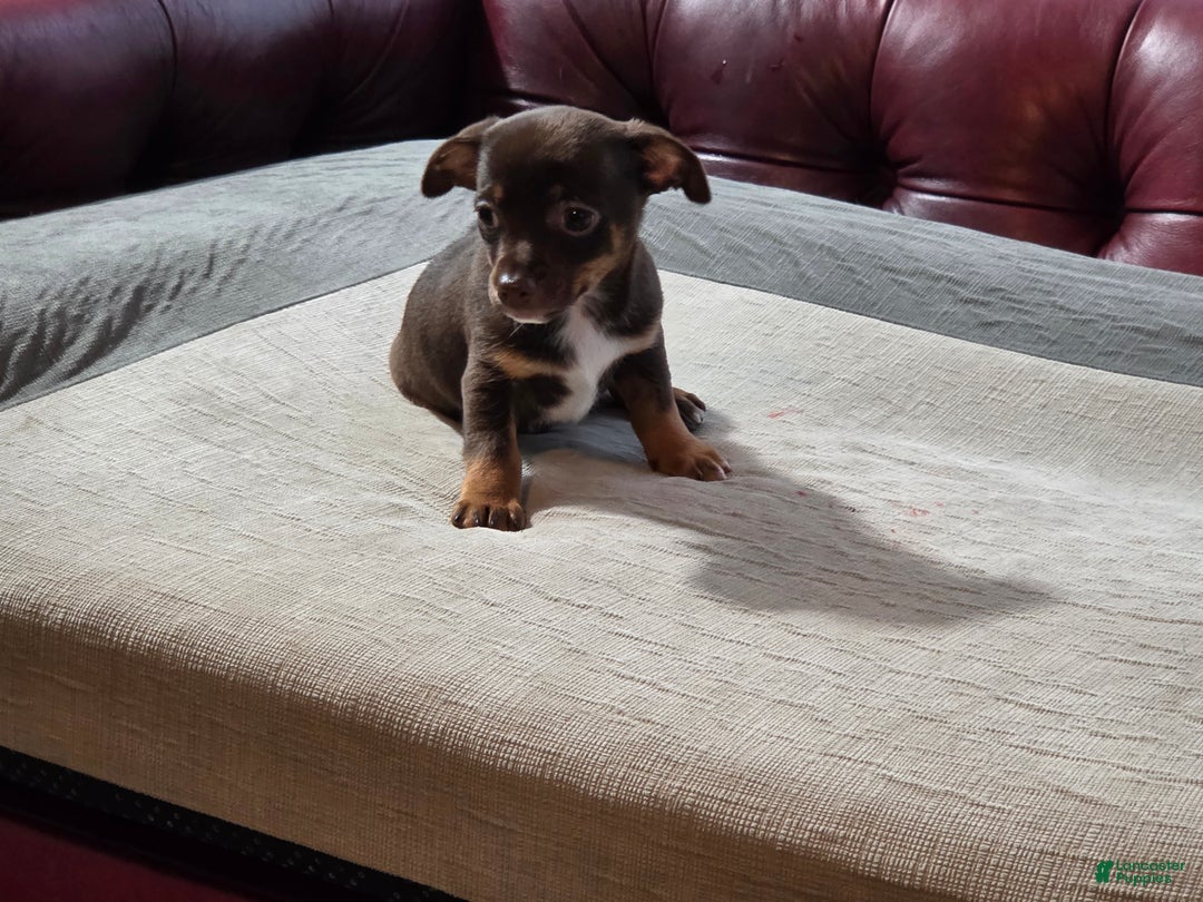 Chihuahua dogs for sale: Chihuahua Puppy 1 - Ad 6