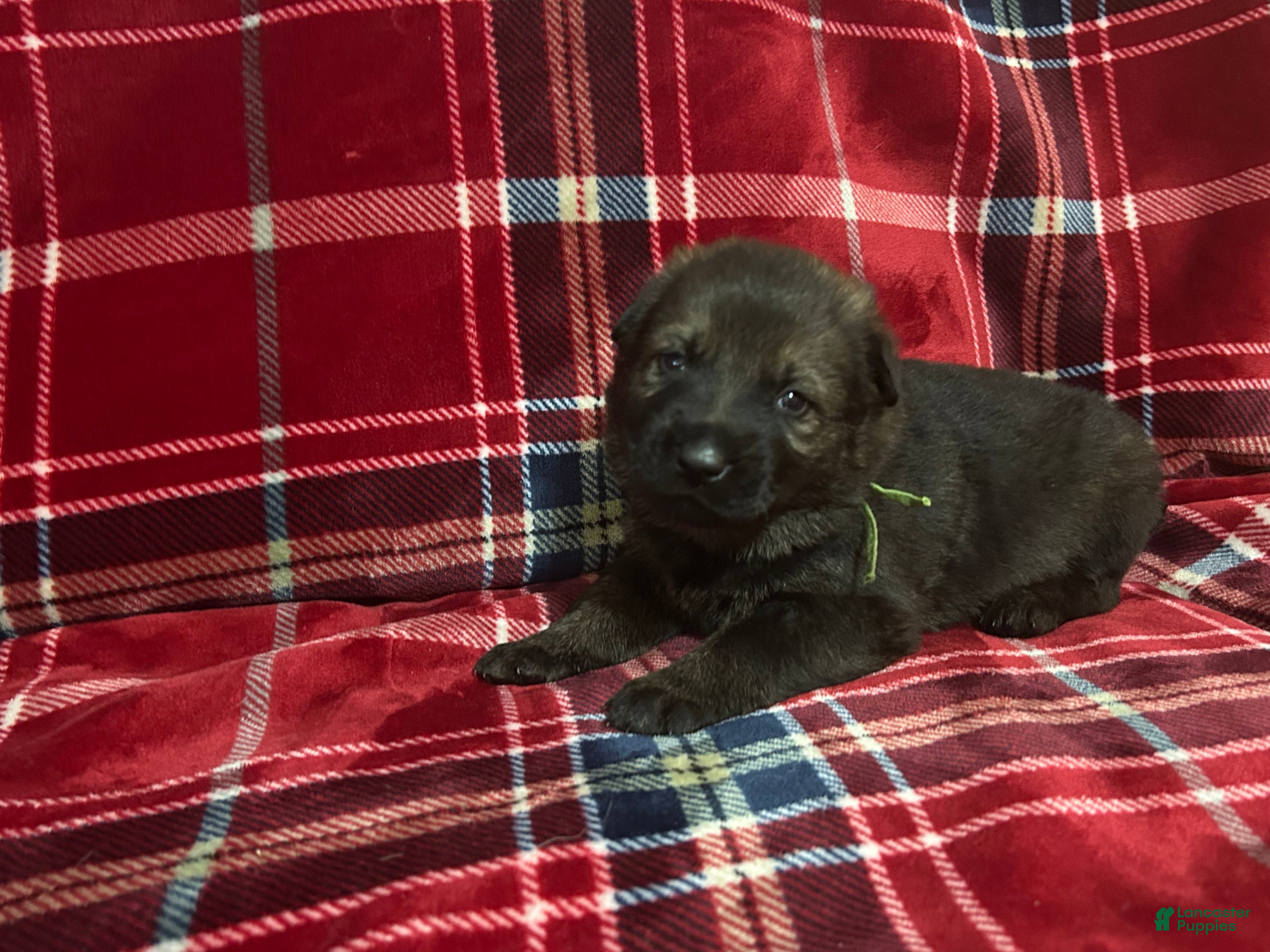 German Shepherd dogs Cody/ Willow Green - Ad 2