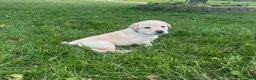Labrador Retriever dogs for sale: Bullet  - Ad 3