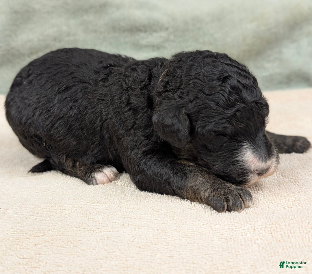 Sheepadoodle dogs for sale: Bronson - Ad 11