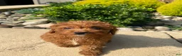 Cavapoo dogs for sale: Betty - Ad 4