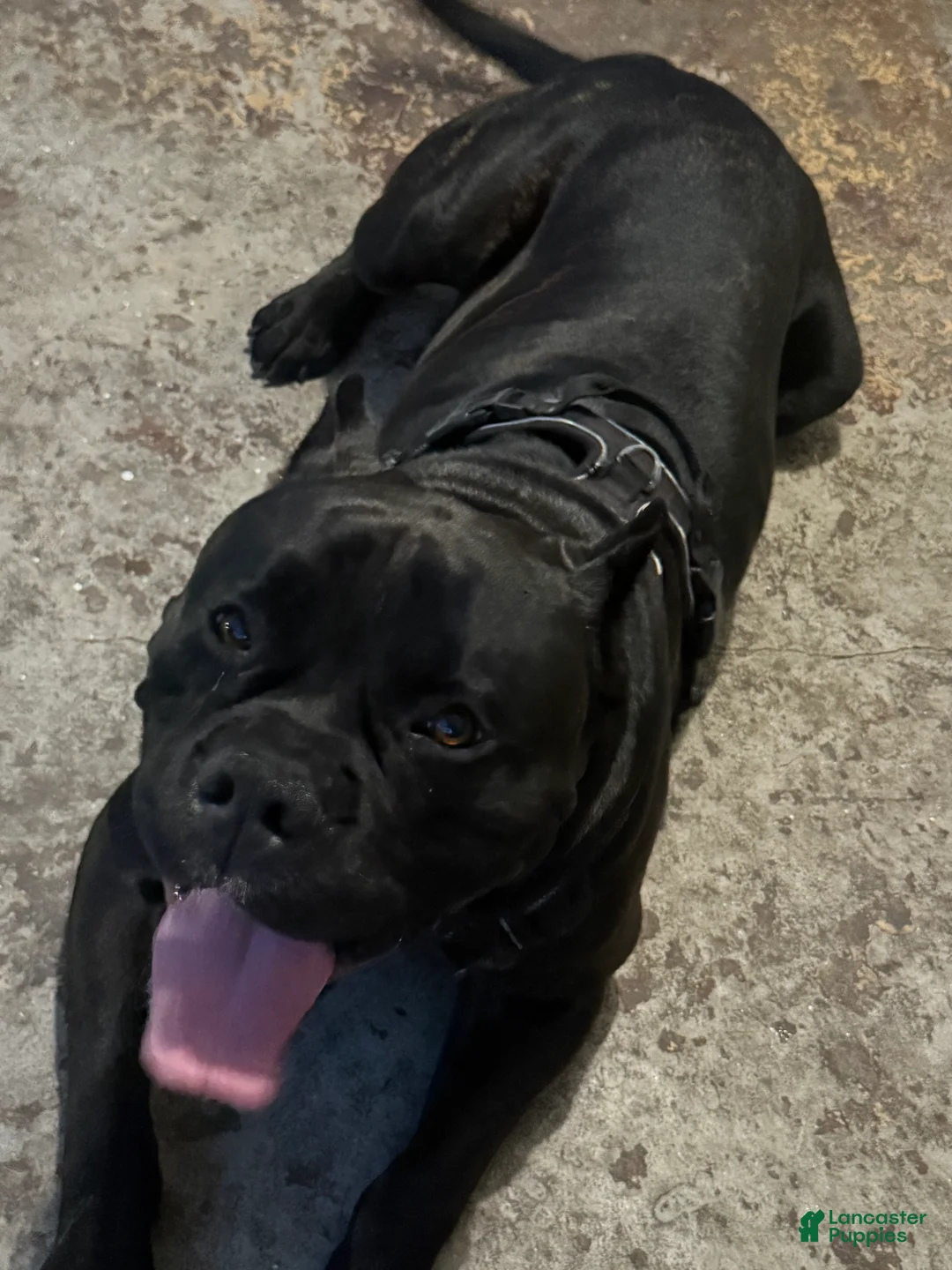 Mixed Breed dogs for sale: Mixed Breed Puppy 8 - Ad 4