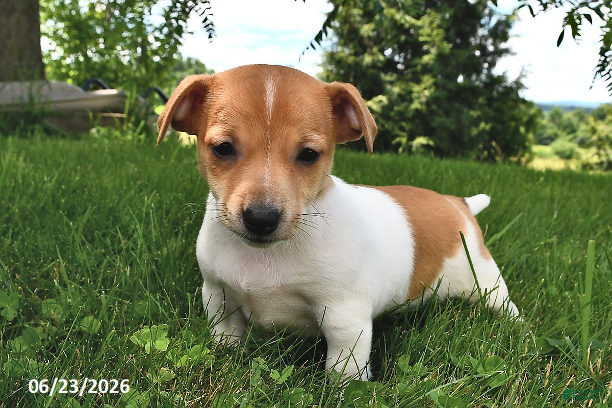Jack Russell Terrier dogs Dolly - Ad 1