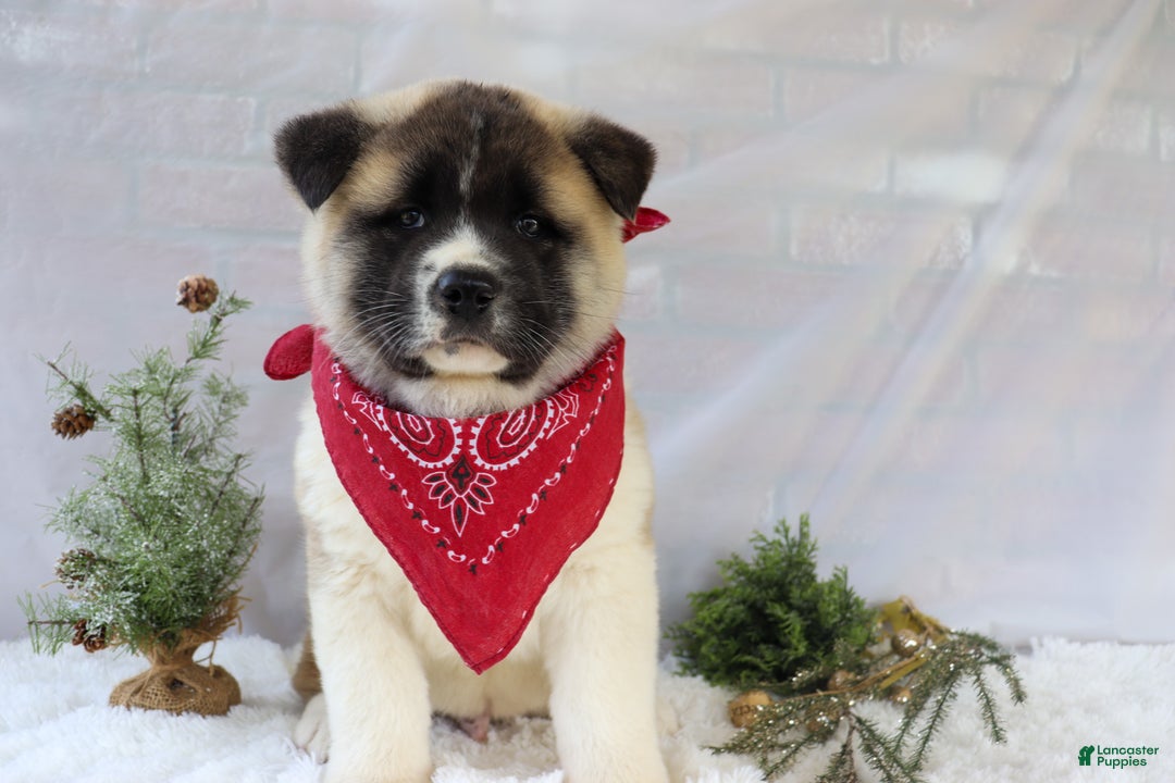 Akita dogs for sale: Trevor - Ad 14
