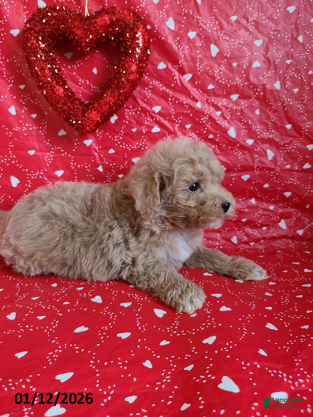 Bichpoo dogs for sale: Doll Face - Ad 5