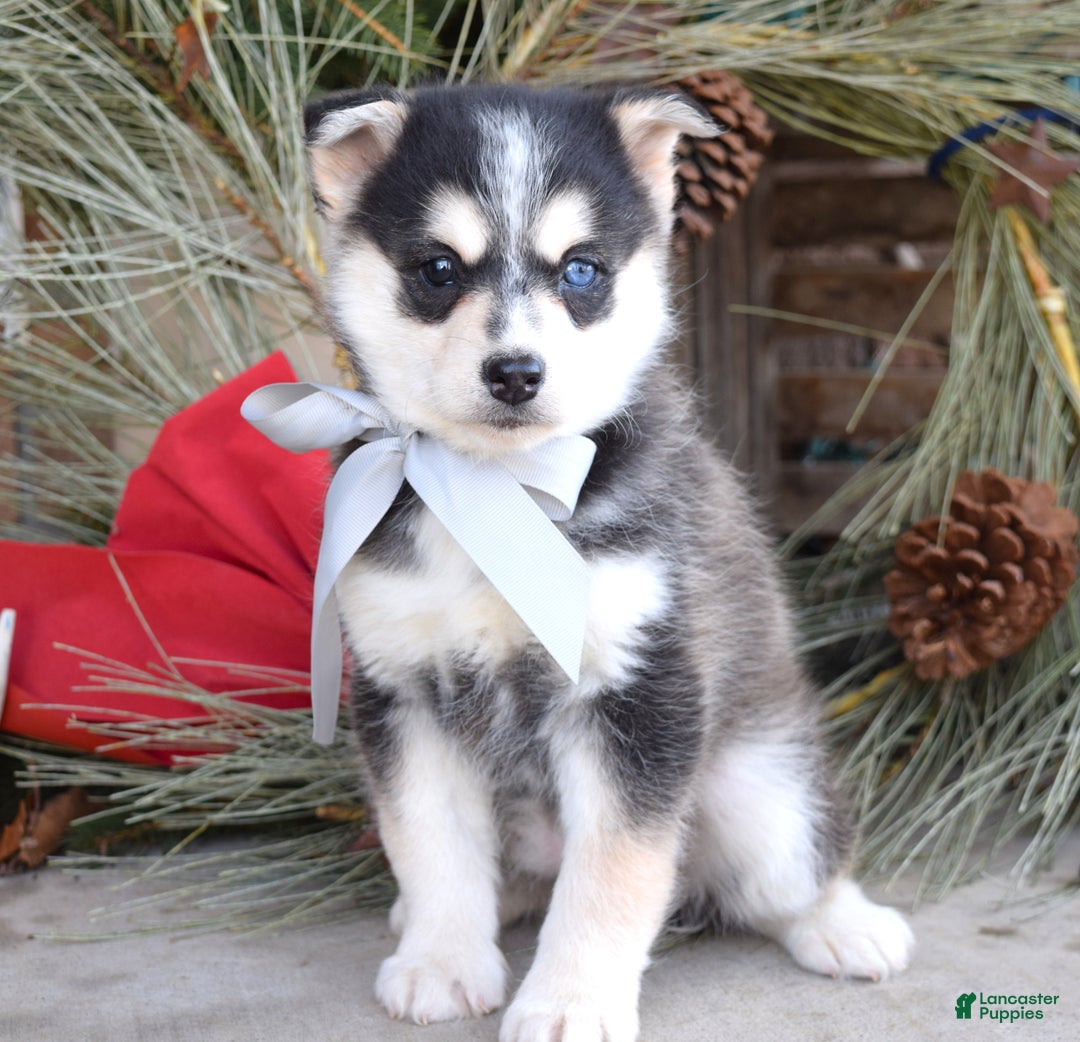 Pomsky dogs for sale: Skye - Ad 7