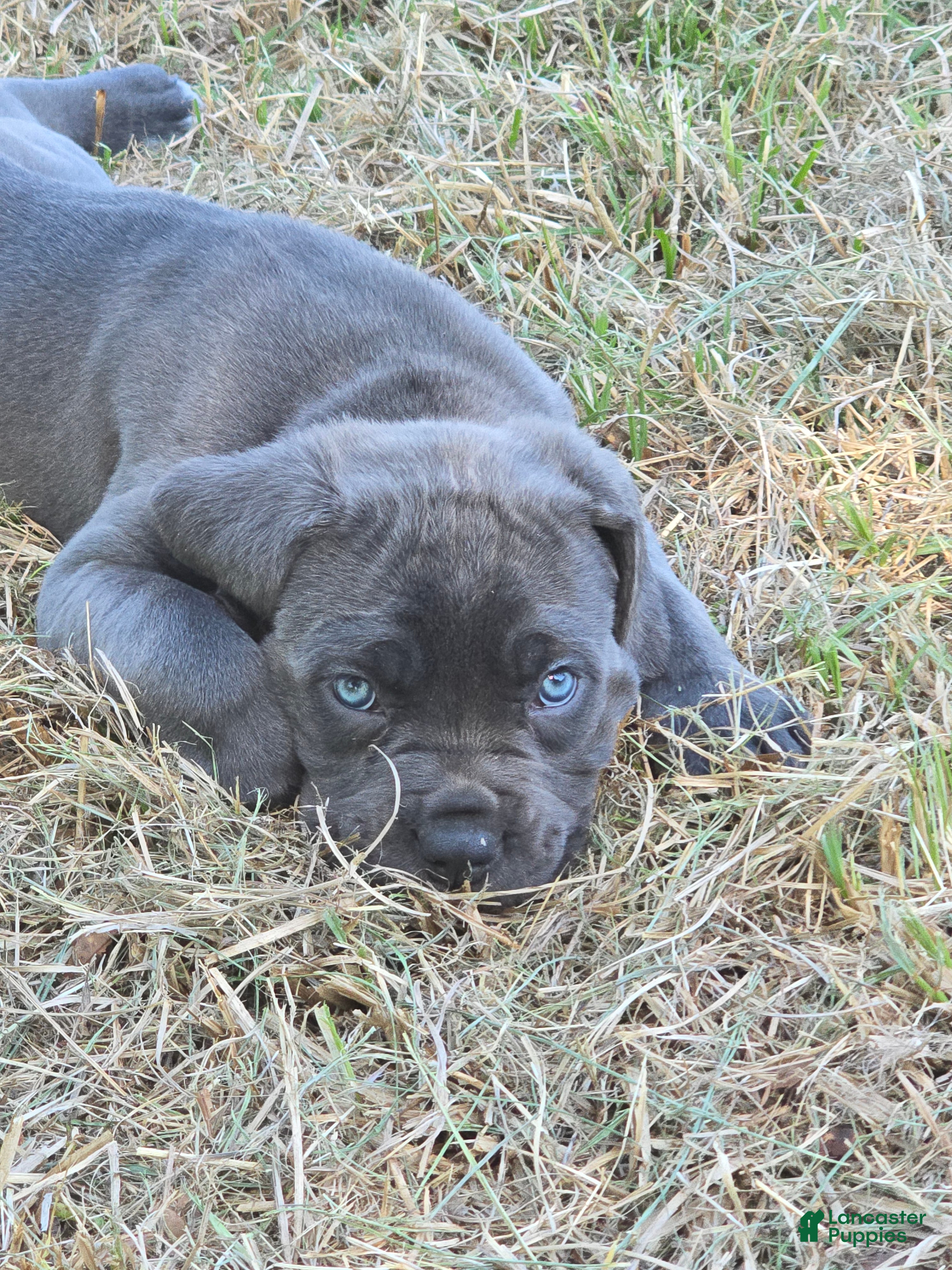 Cane Corso dogs Cane Corso Puppy 4 - Ad 1