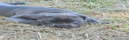 Cane Corso dogs for sale: Cane Corso Puppy 4 - Ad 1