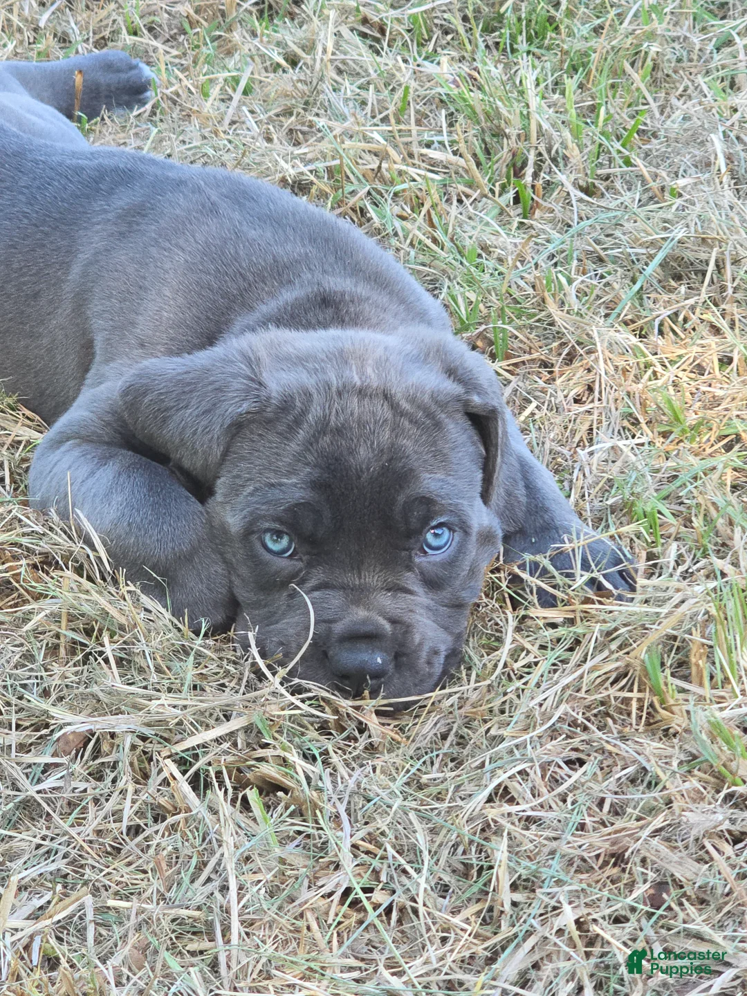 Cane Corso dogs for sale: Cane Corso Puppy 4 - Ad 1