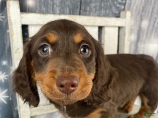 Miniature Dachshund dogs Toby - Ad 35