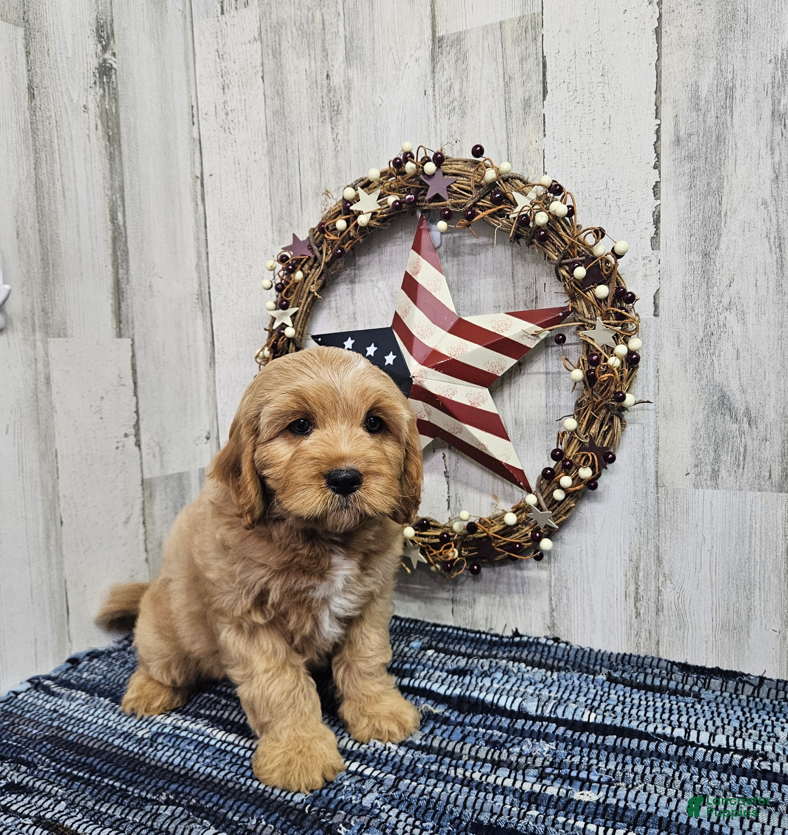 Cavapoo dogs F1 River - Ad 38