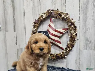 Cavapoo dogs F1 River - Ad 25