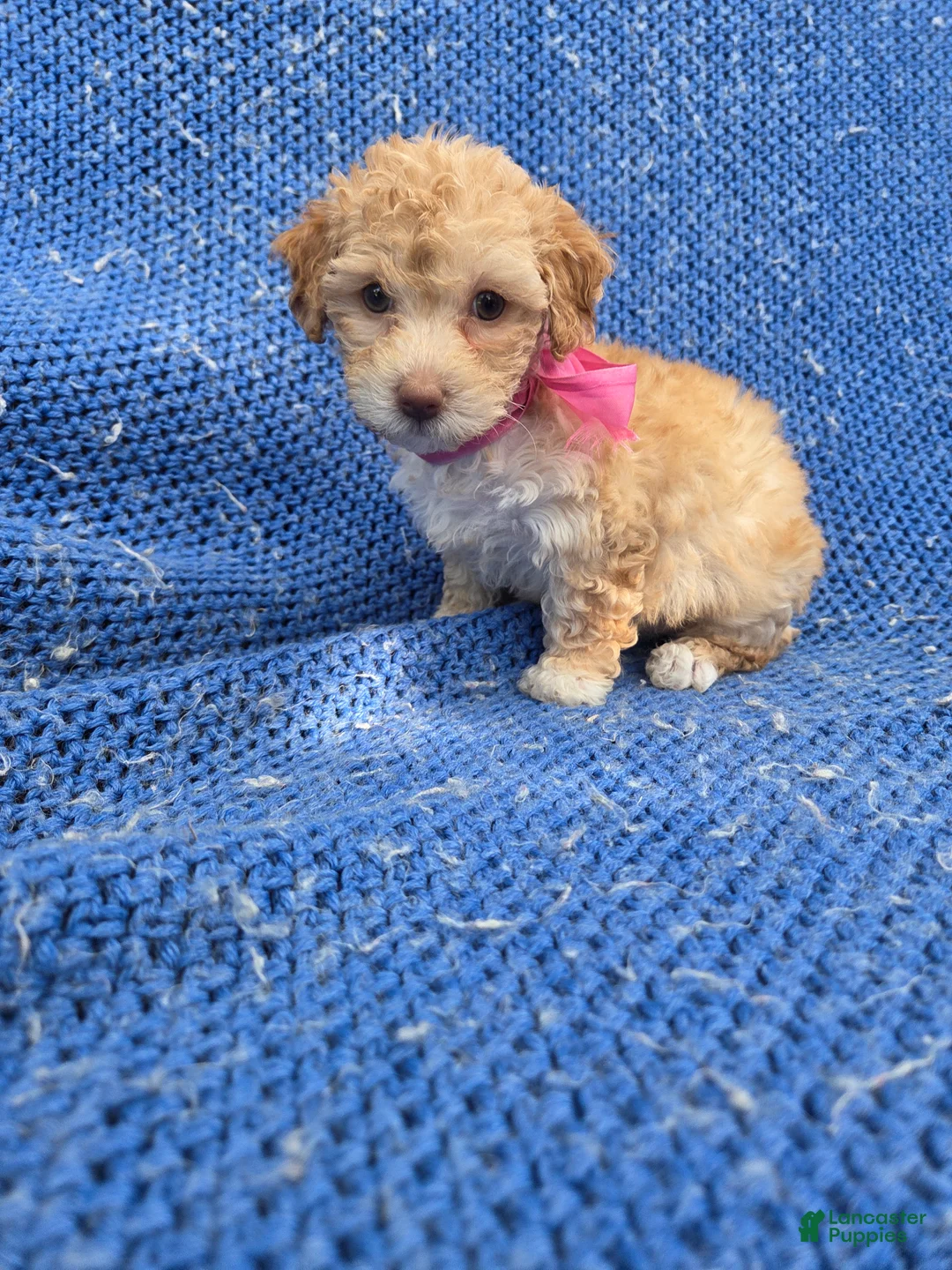 Toy Poodle dogs for sale: Caroline - Ad 1