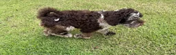 Australian Labradoodle dogs for sale: Sailor Mini Australian labradoodle  - Ad 5