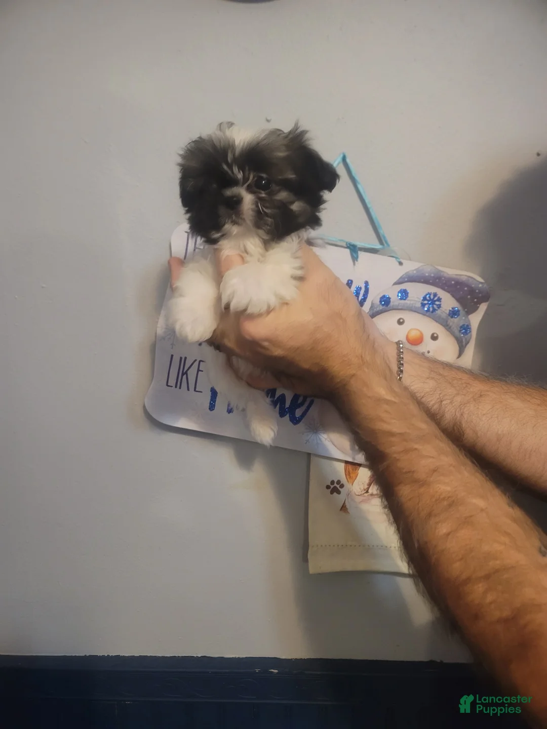 Malshi dogs for sale: Tiny. (Tea Cup) - Ad 4