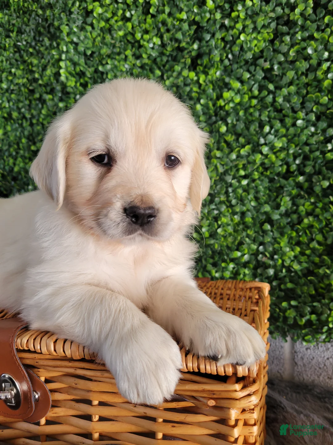 Golden Retriever dogs for sale: Ruby - Ad 2