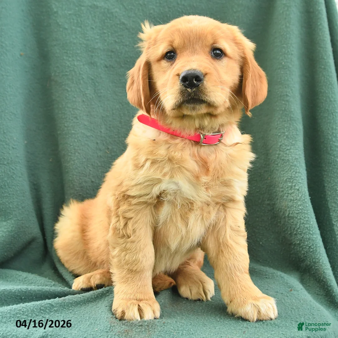 Golden Retriever dogs for sale: Riva - Ad 3