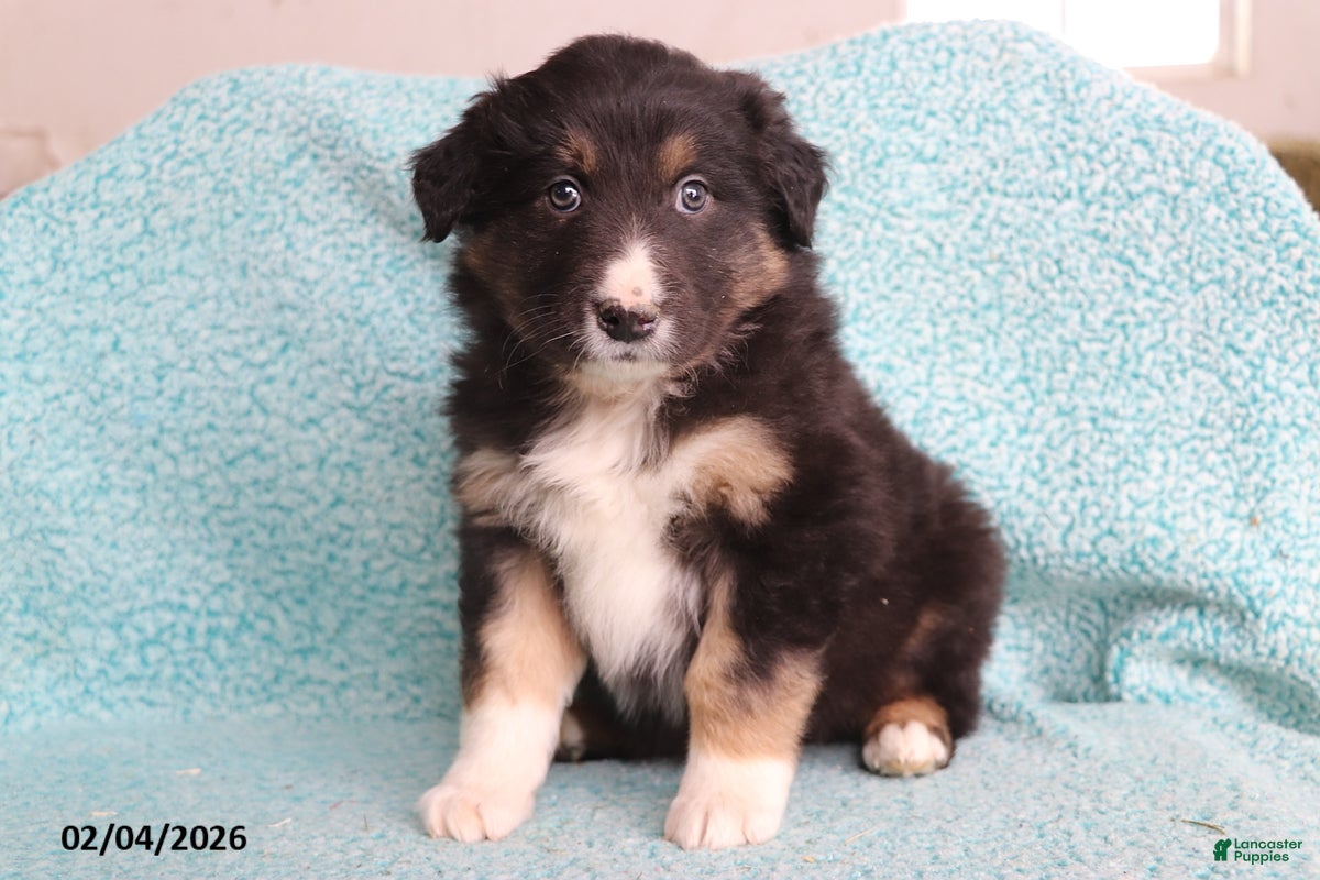 Australian Shepherd dogs Hank - Ad 21