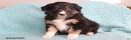 Australian Shepherd dogs for sale: Hank - Ad 1
