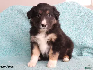 Australian Shepherd dogs Hank - Ad 21