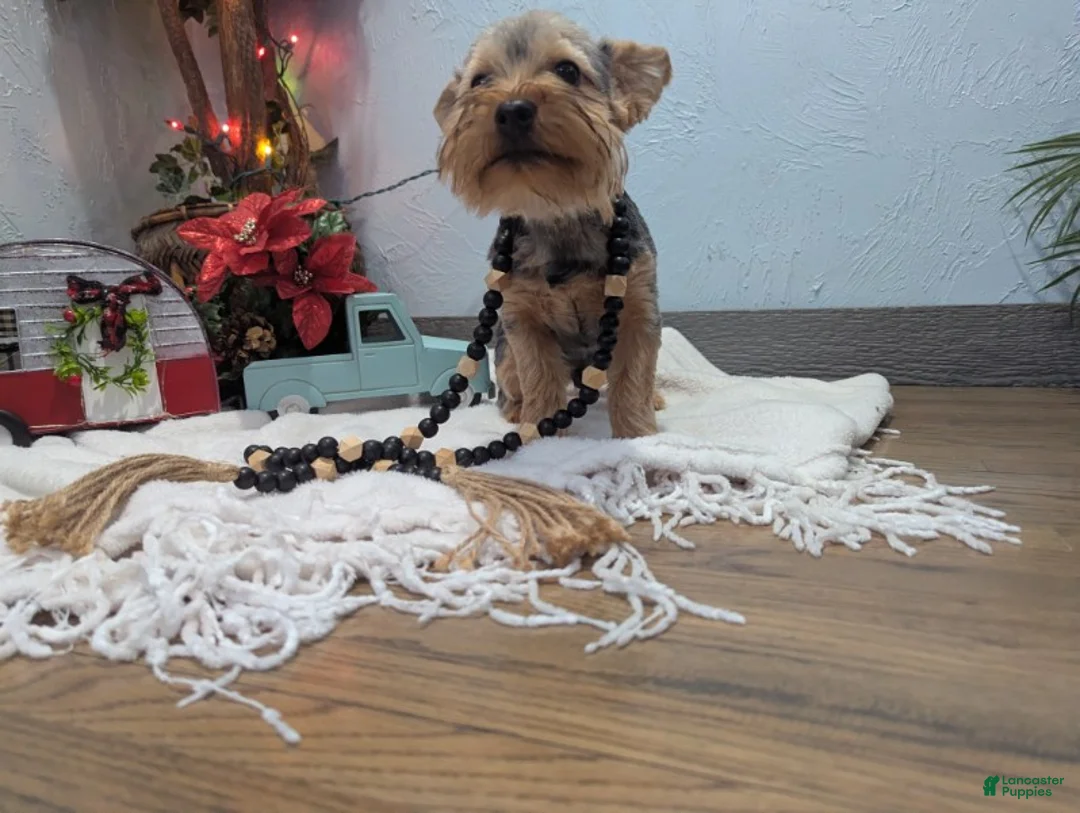 Yorkshire Terrier dogs for sale: Max - Ad 10