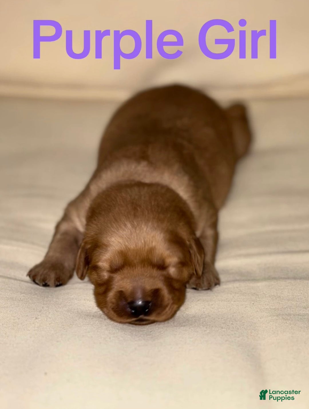 Golden Retriever dogs for sale: Golden Retriever Dark Pink Girl - Ad 38