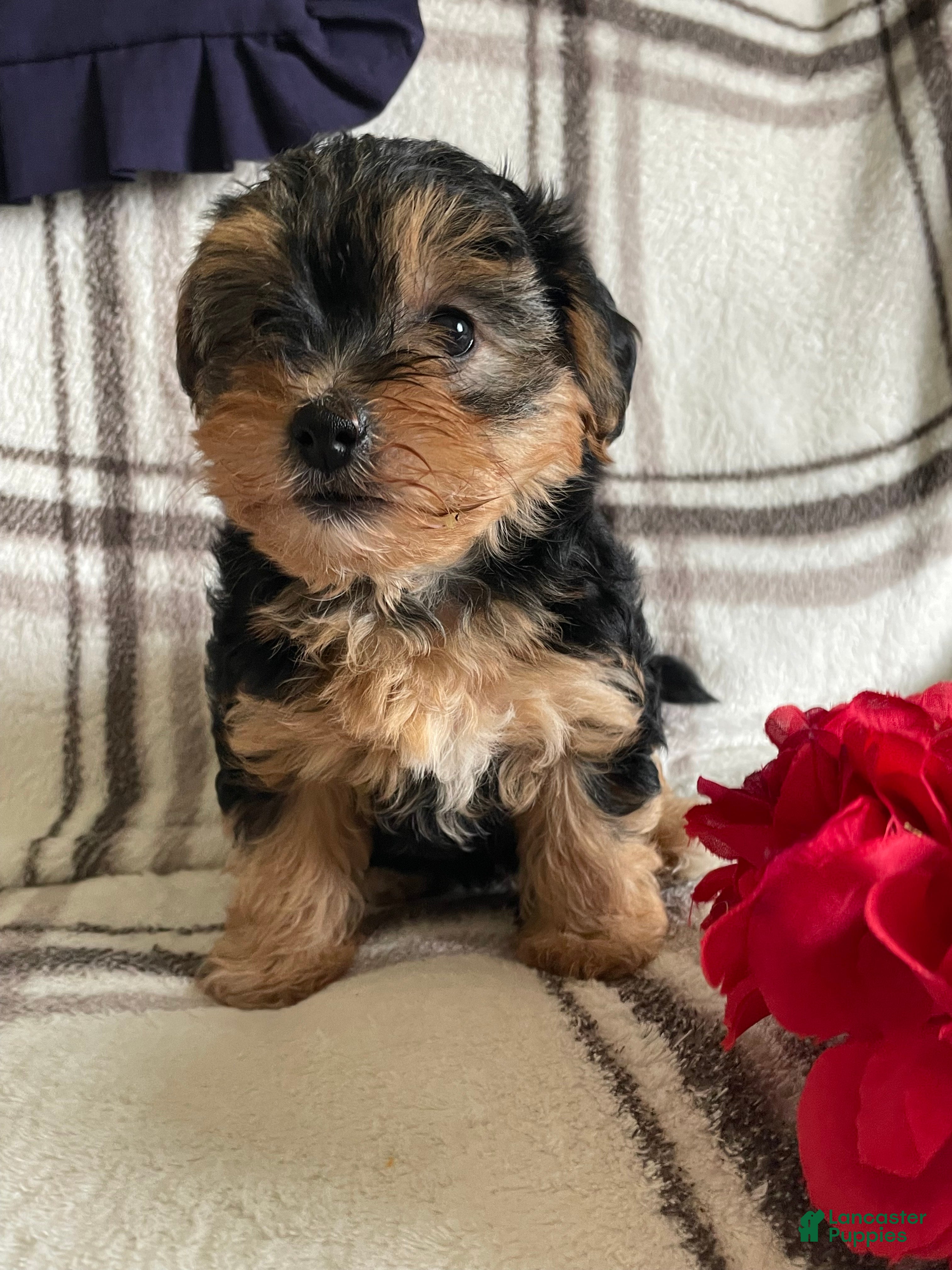 Yorkiepoo dogs Fifi - Ad 41