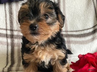 Yorkiepoo dogs Fifi - Ad 41