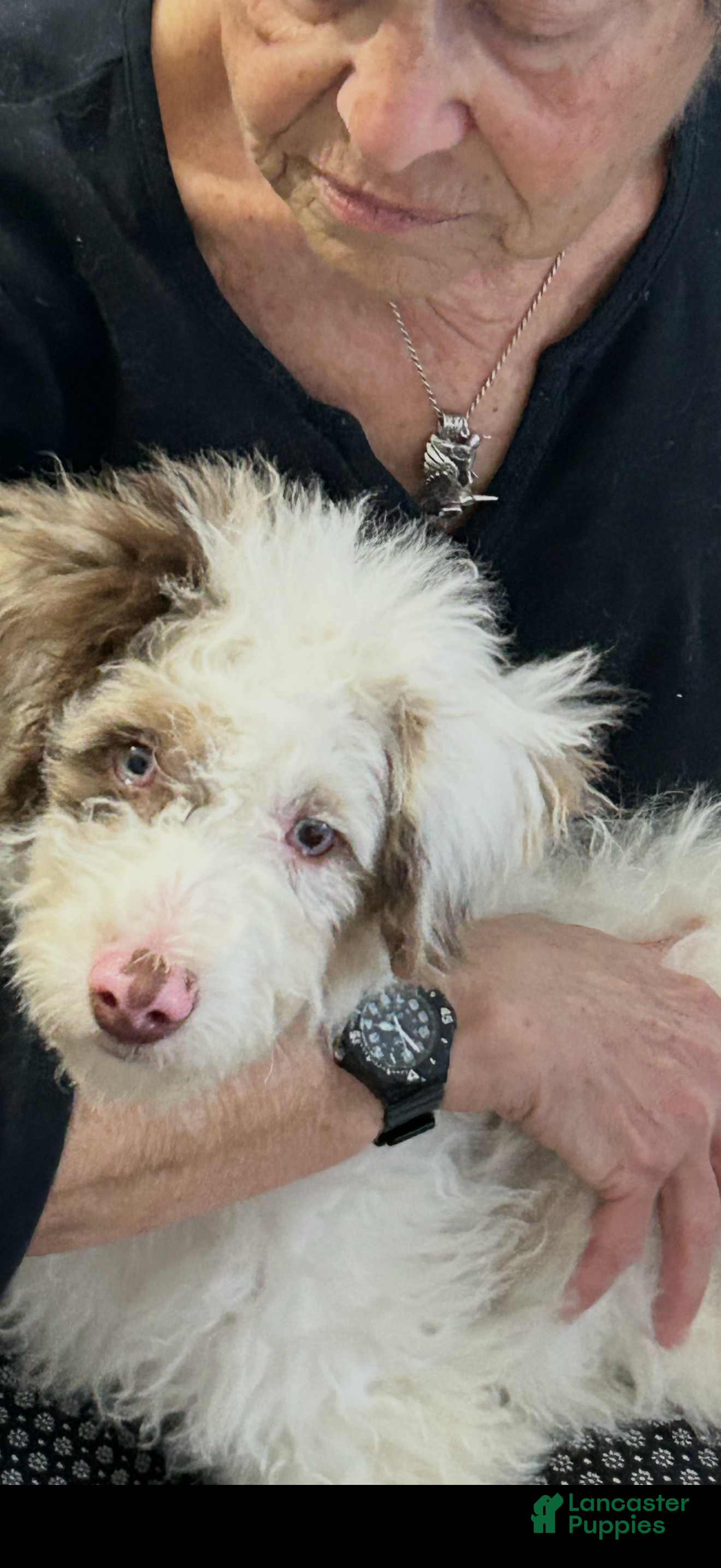 Mini Bernedoodle dogs Mini Bernedoodle Puppy 2 - Ad 1